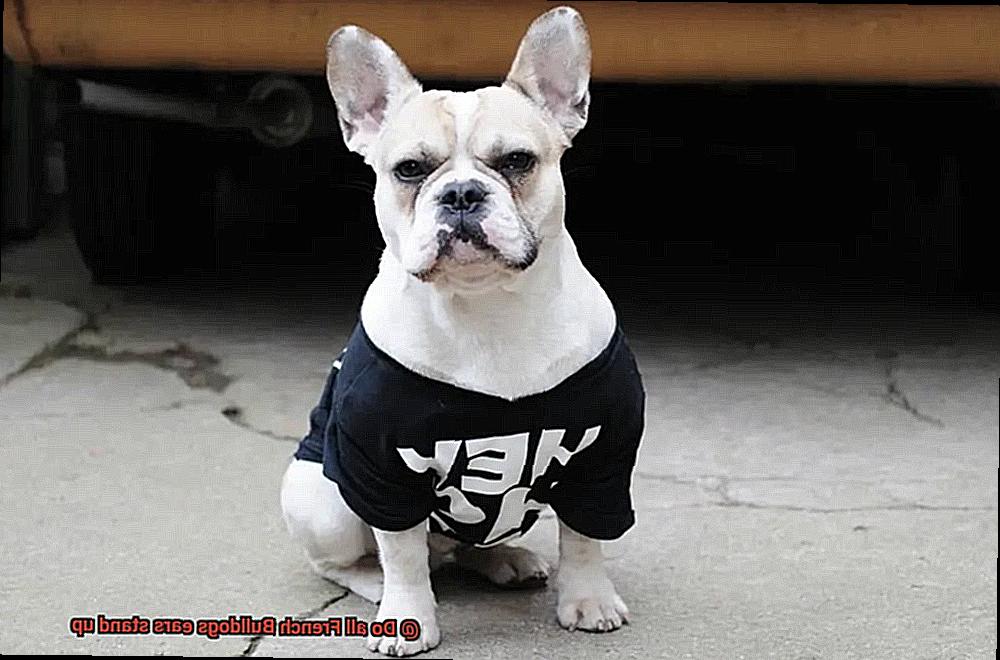 Do all French Bulldogs ears stand up-5