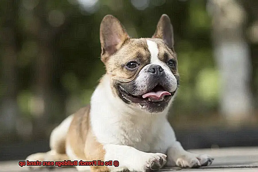 Do all French Bulldogs ears stand up-2