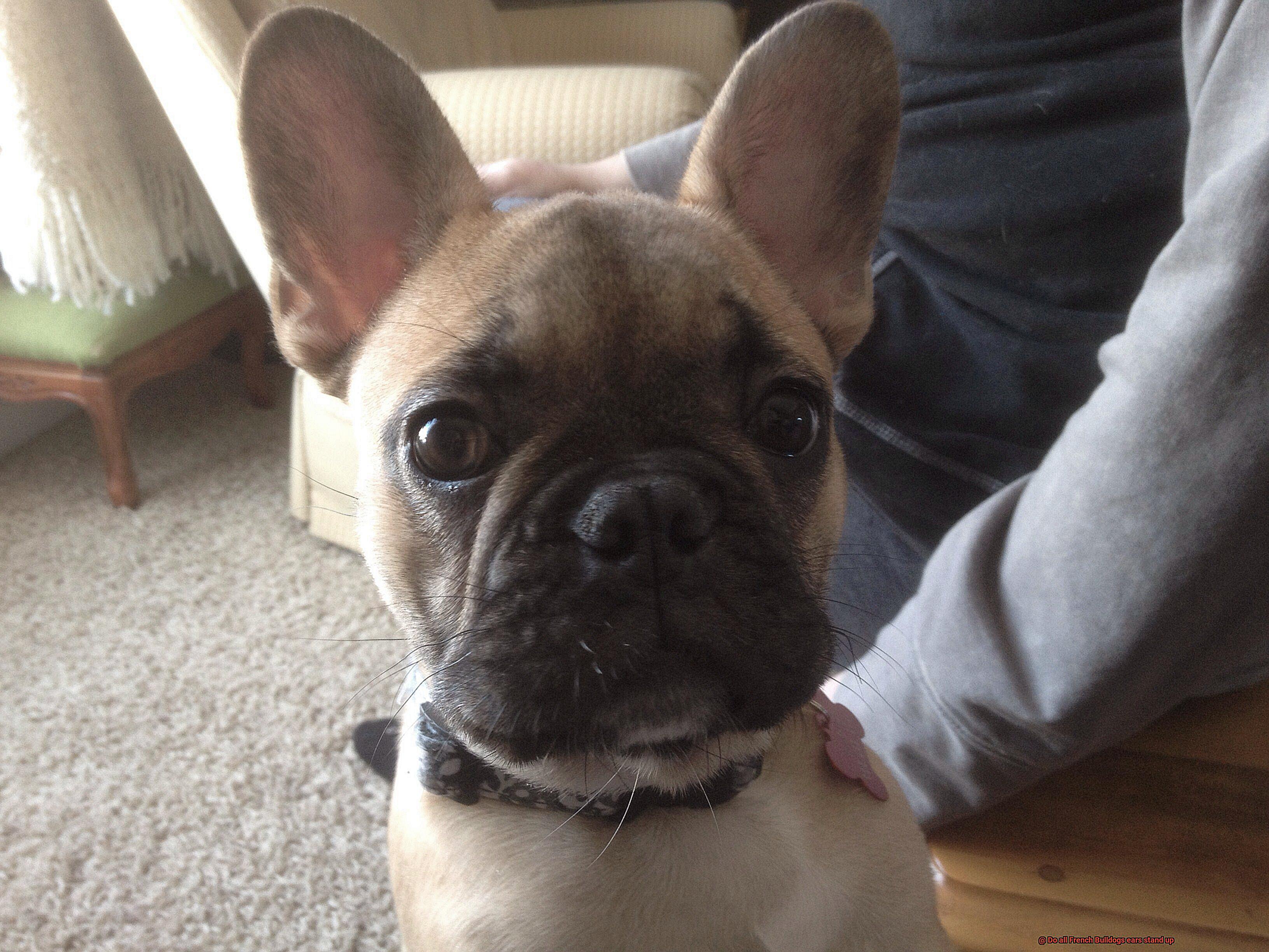 Do all French Bulldogs ears stand up-4