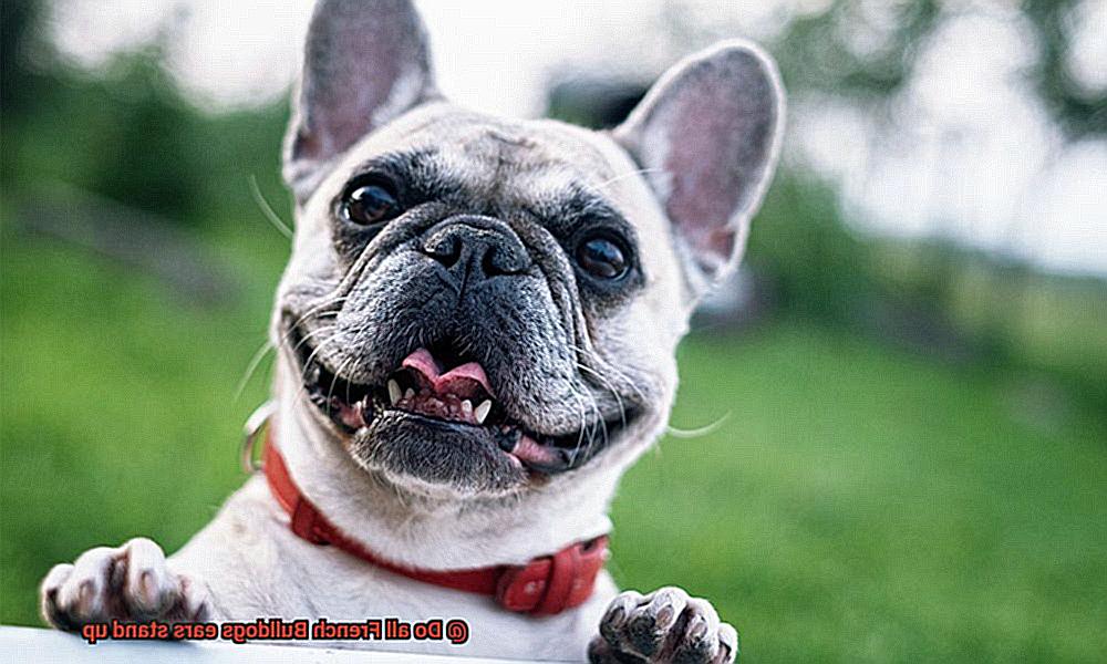 Do all French Bulldogs ears stand up-6