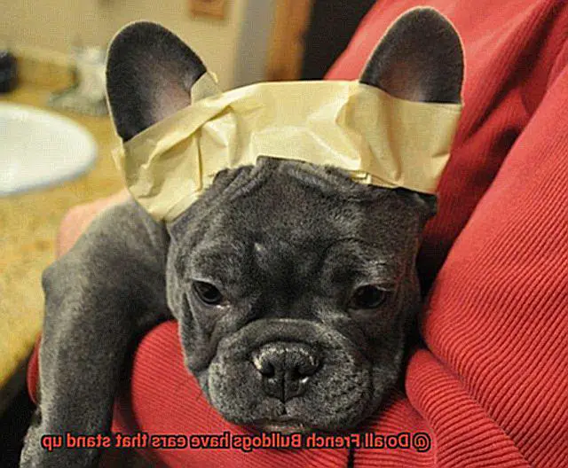 Do all French Bulldogs have ears that stand up-2