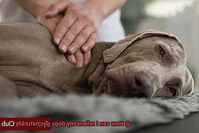 How can I relieve my dogs gas naturally-4