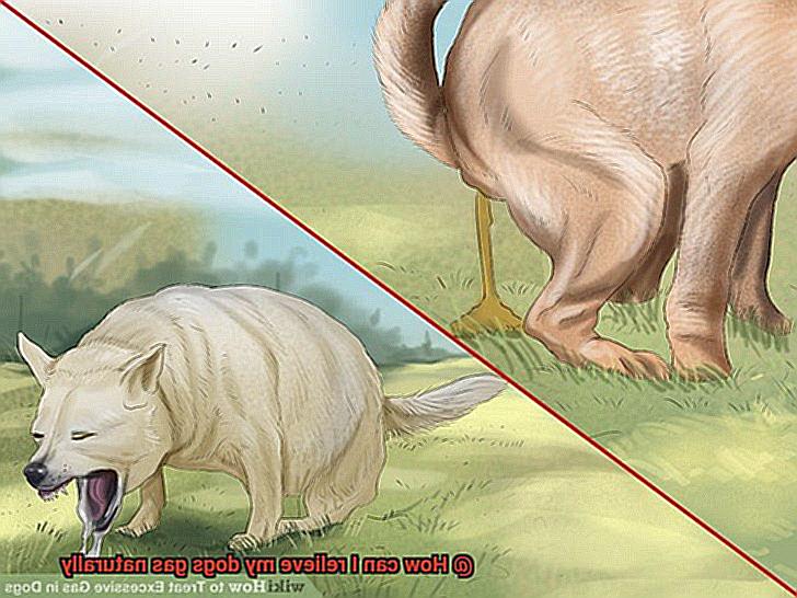 How can I relieve my dogs gas naturally-7