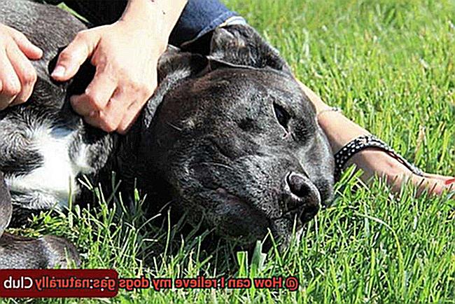 How can I relieve my dogs gas naturally-3