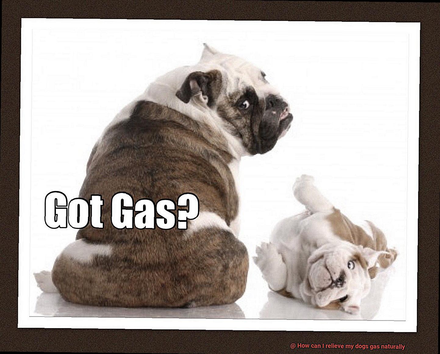 How can I relieve my dogs gas naturally-2