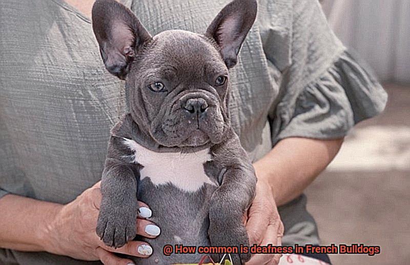 How common is deafness in French Bulldogs-8