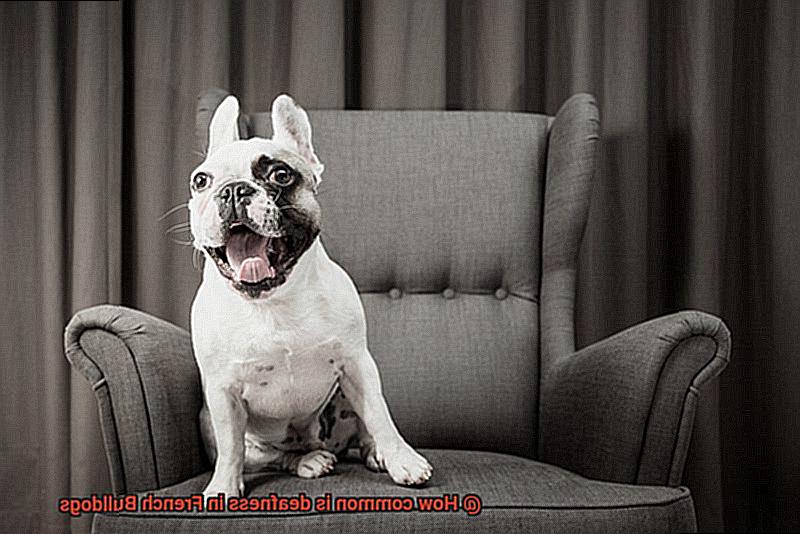 How common is deafness in French Bulldogs-6