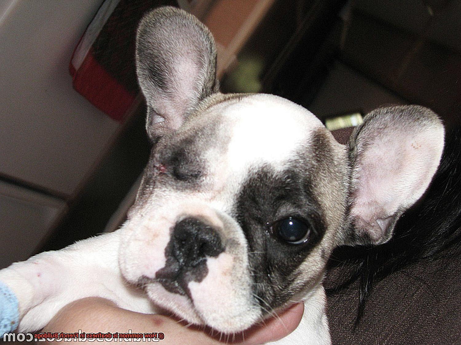 How common is deafness in French Bulldogs-7