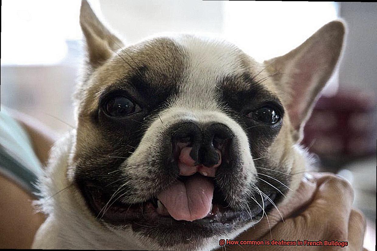 How common is deafness in French Bulldogs-5