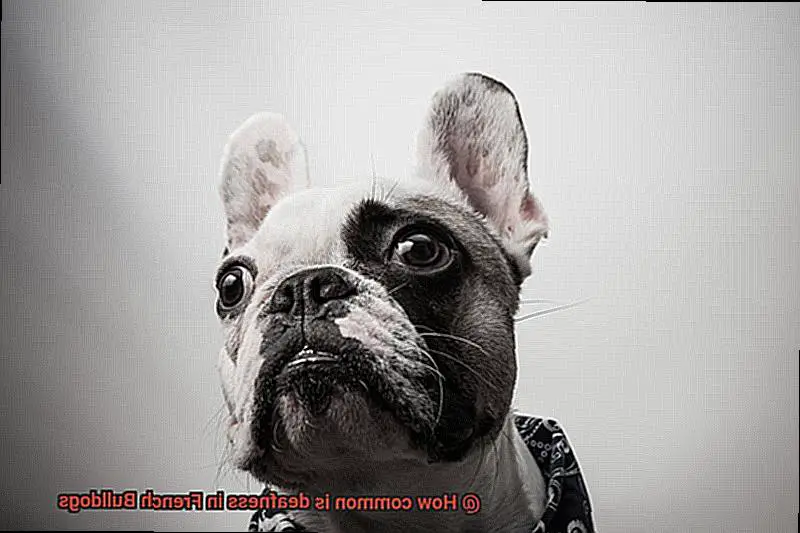 How common is deafness in French Bulldogs-4