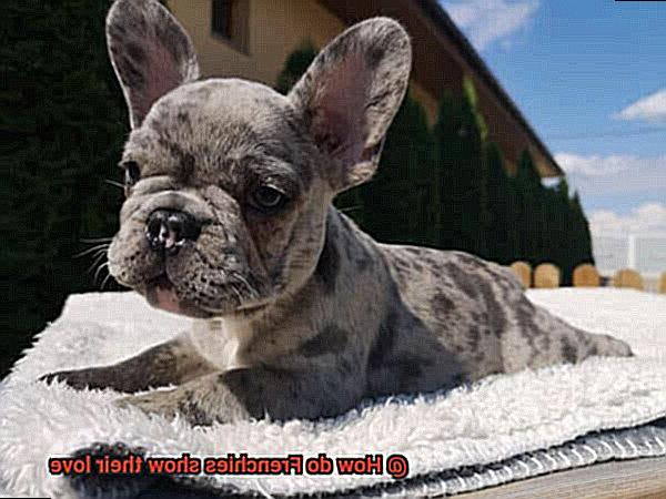 How do Frenchies show their love-13