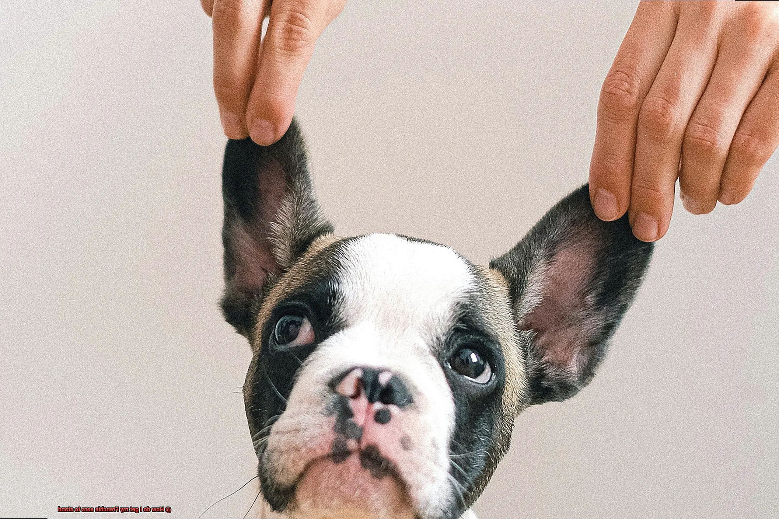 How do I get my Frenchie ears to stand-11
