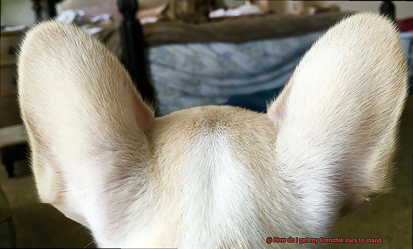 How do I get my Frenchie ears to stand-2