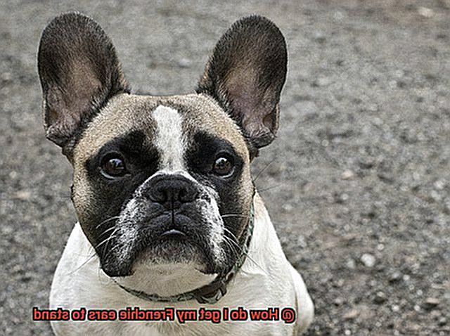 How do I get my Frenchie ears to stand-7