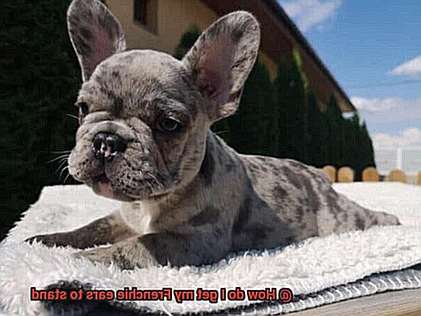 How do I get my Frenchie ears to stand-13