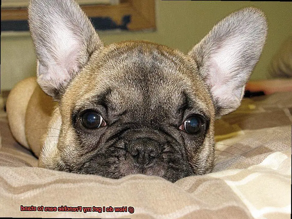 How do I get my Frenchie ears to stand-5