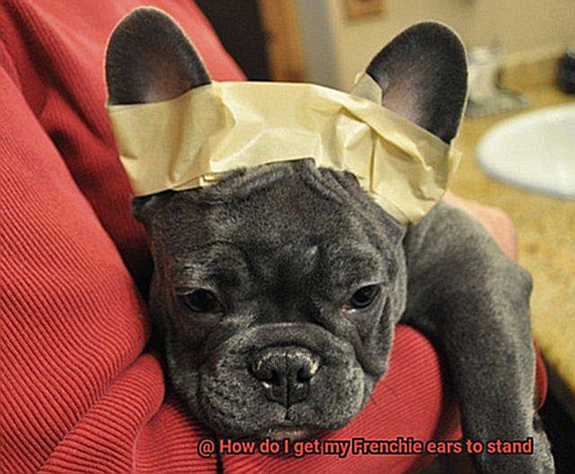 How do I get my Frenchie ears to stand-8