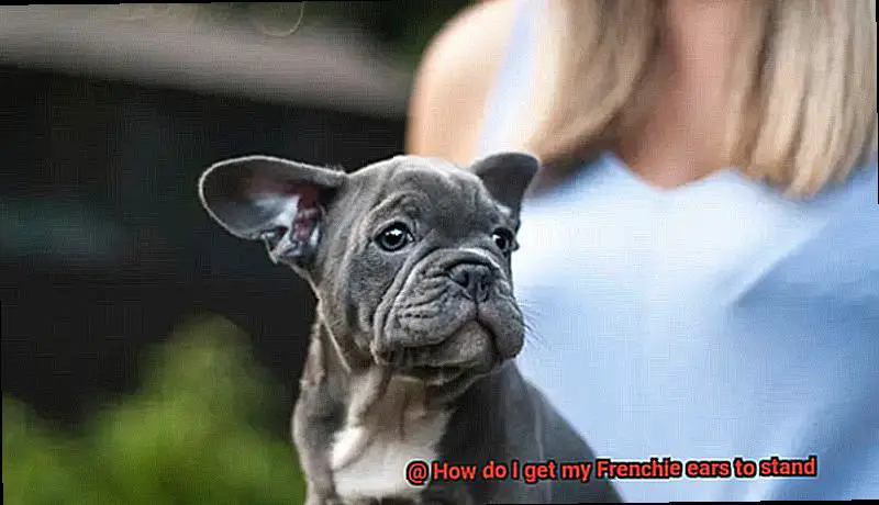 How do I get my Frenchie ears to stand-9