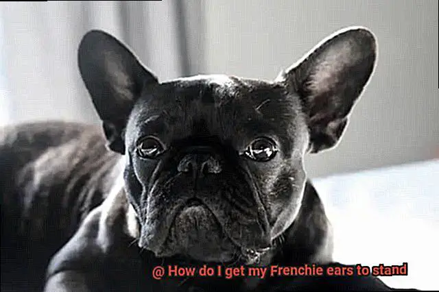 How do I get my Frenchie ears to stand-10