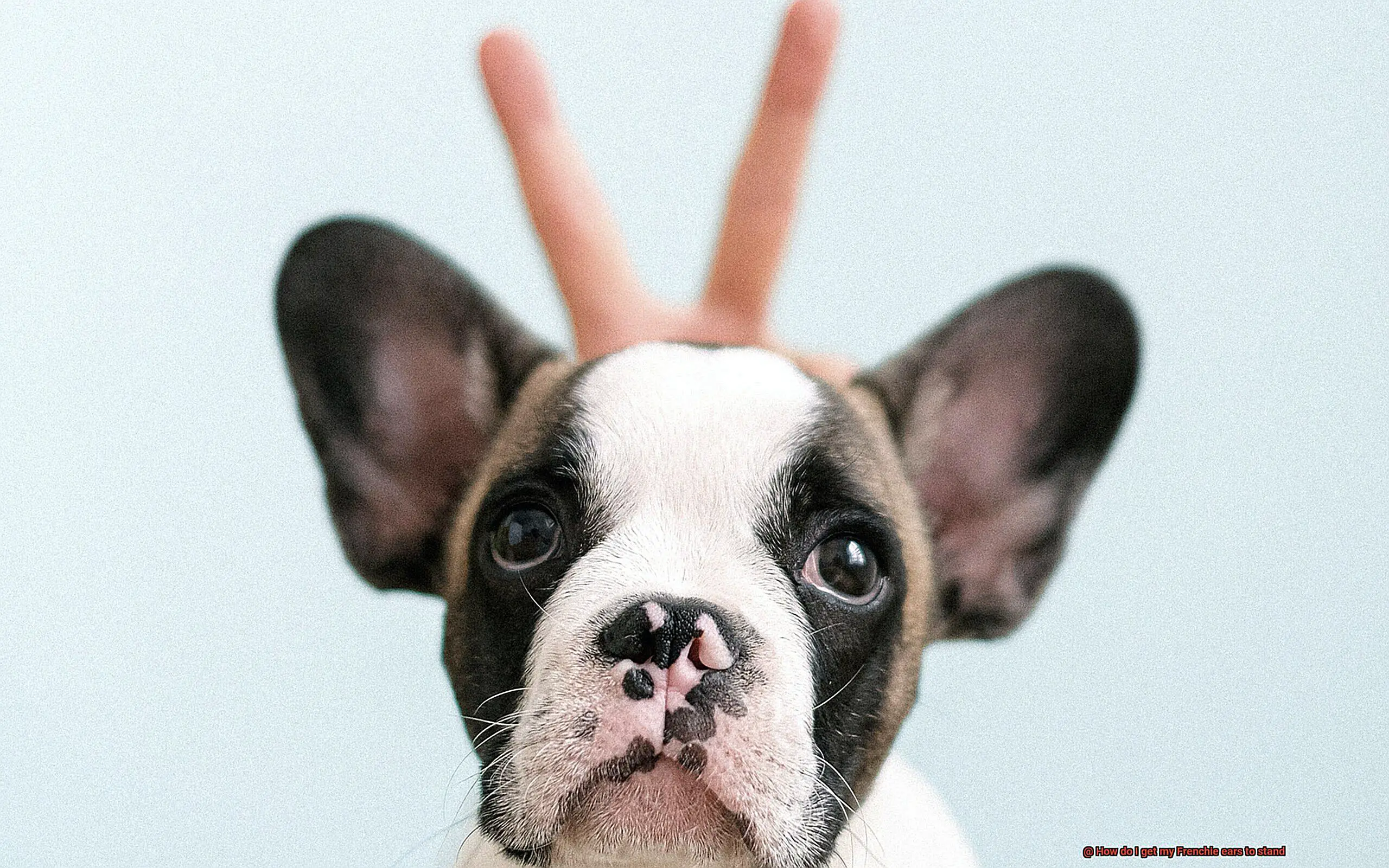 How do I get my Frenchie ears to stand-6