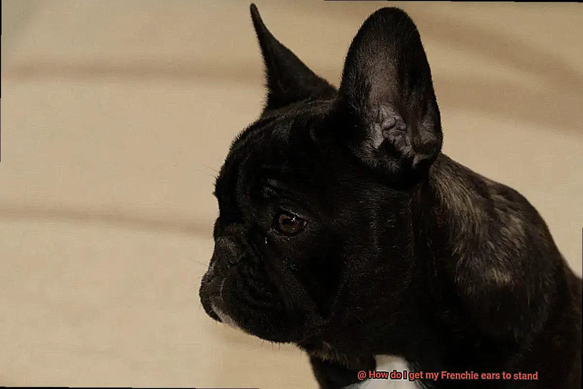 How do I get my Frenchie ears to stand-4