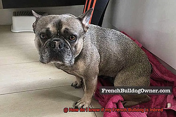 How do I know if my French Bulldog is inbred-7