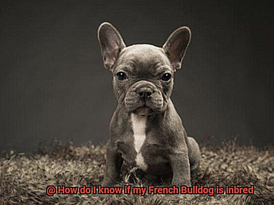 How do I know if my French Bulldog is inbred-9