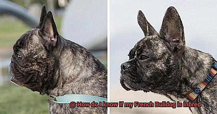 How do I know if my French Bulldog is inbred-6