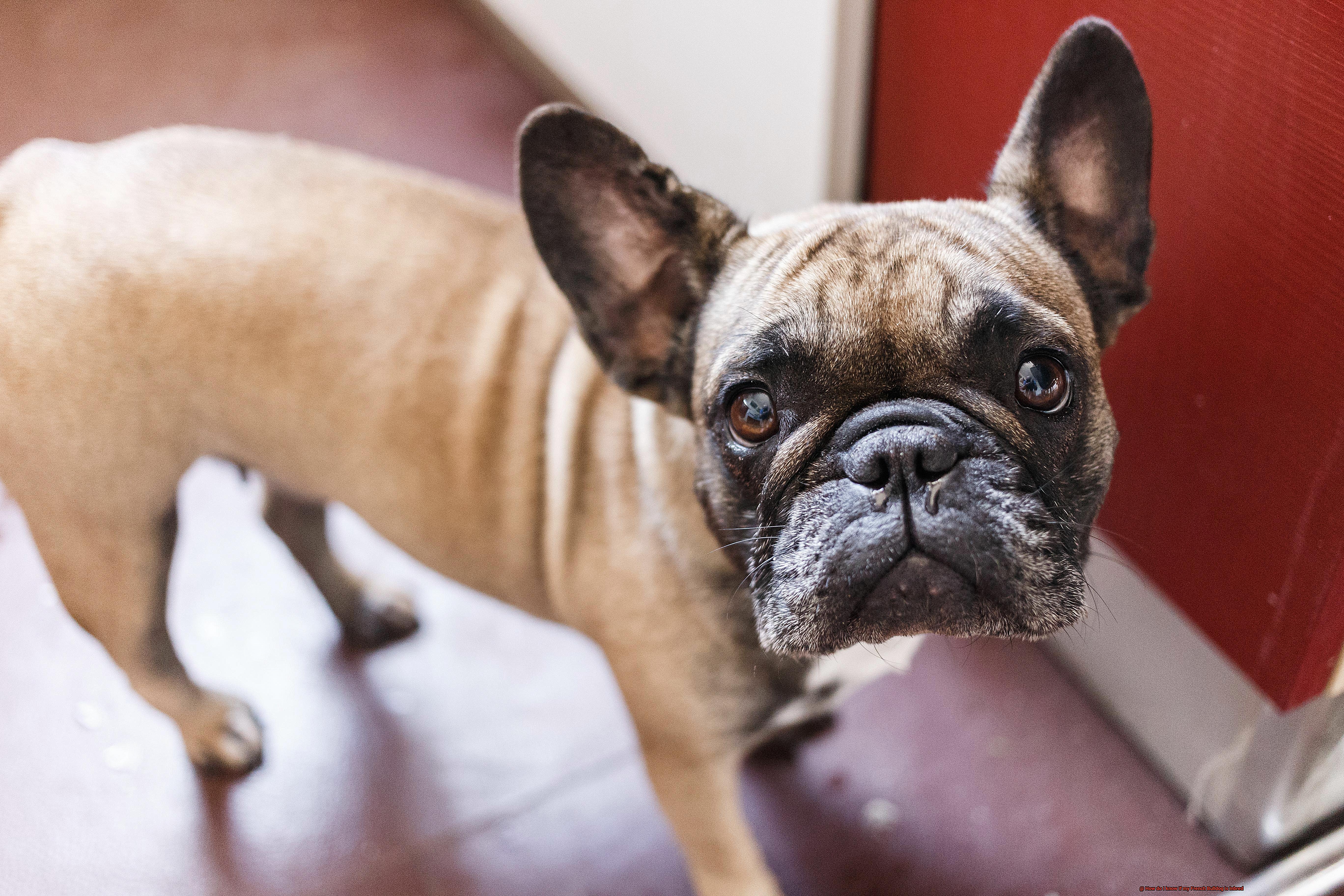 How do I know if my French Bulldog is inbred-10