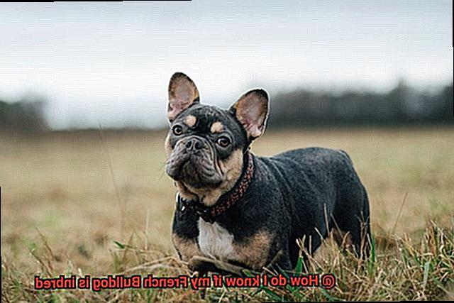 How do I know if my French Bulldog is inbred-3