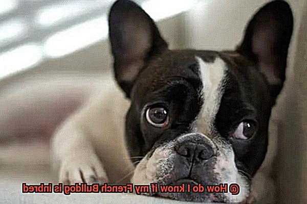 How do I know if my French Bulldog is inbred-11