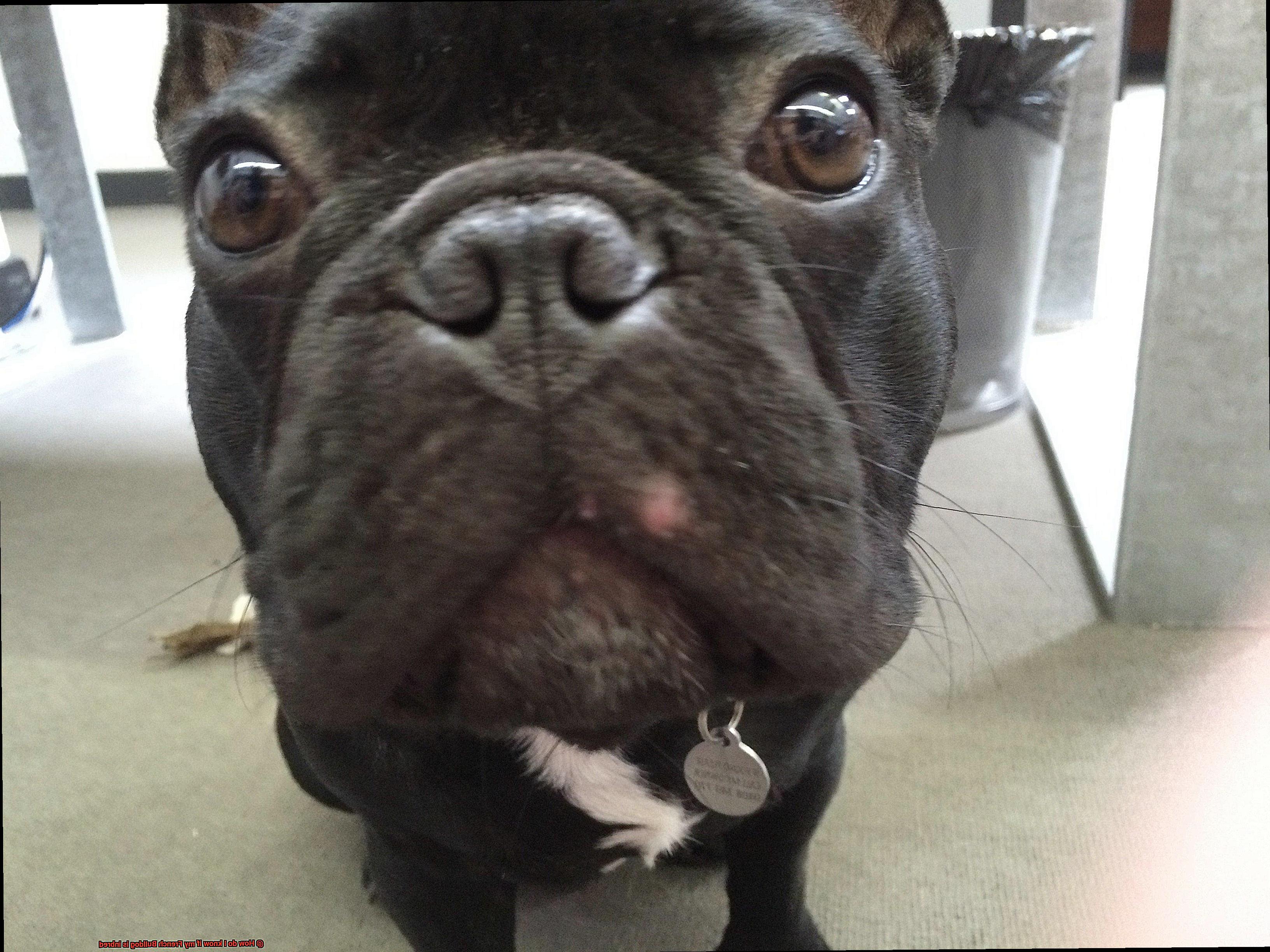 How do I know if my French Bulldog is inbred-5