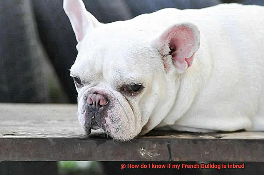How do I know if my French Bulldog is inbred-2