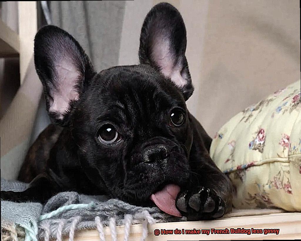 How do I make my French Bulldog less gassy-11