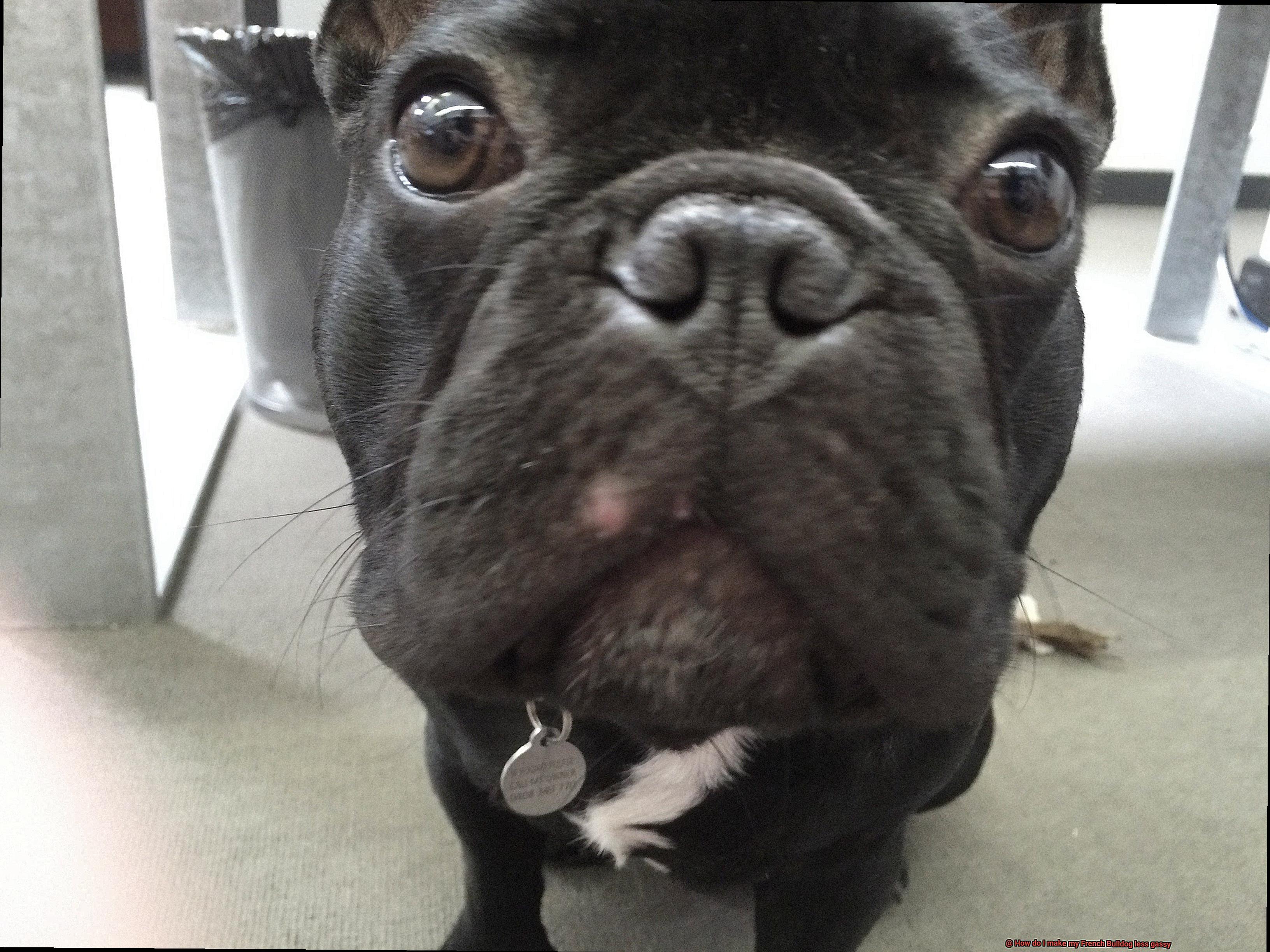 How do I make my French Bulldog less gassy-5