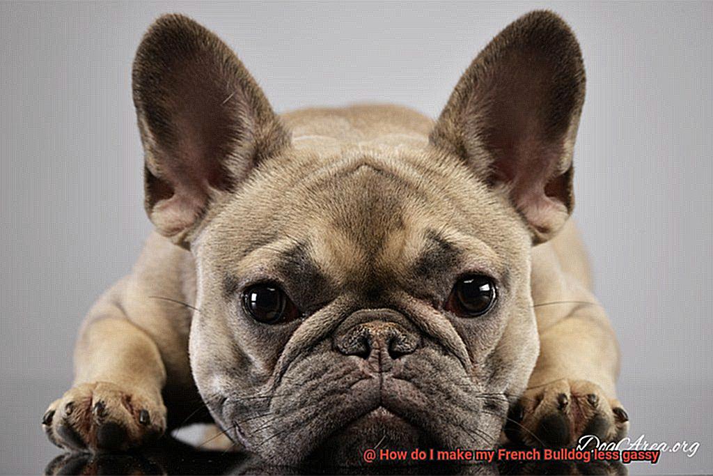 How do I make my French Bulldog less gassy-6