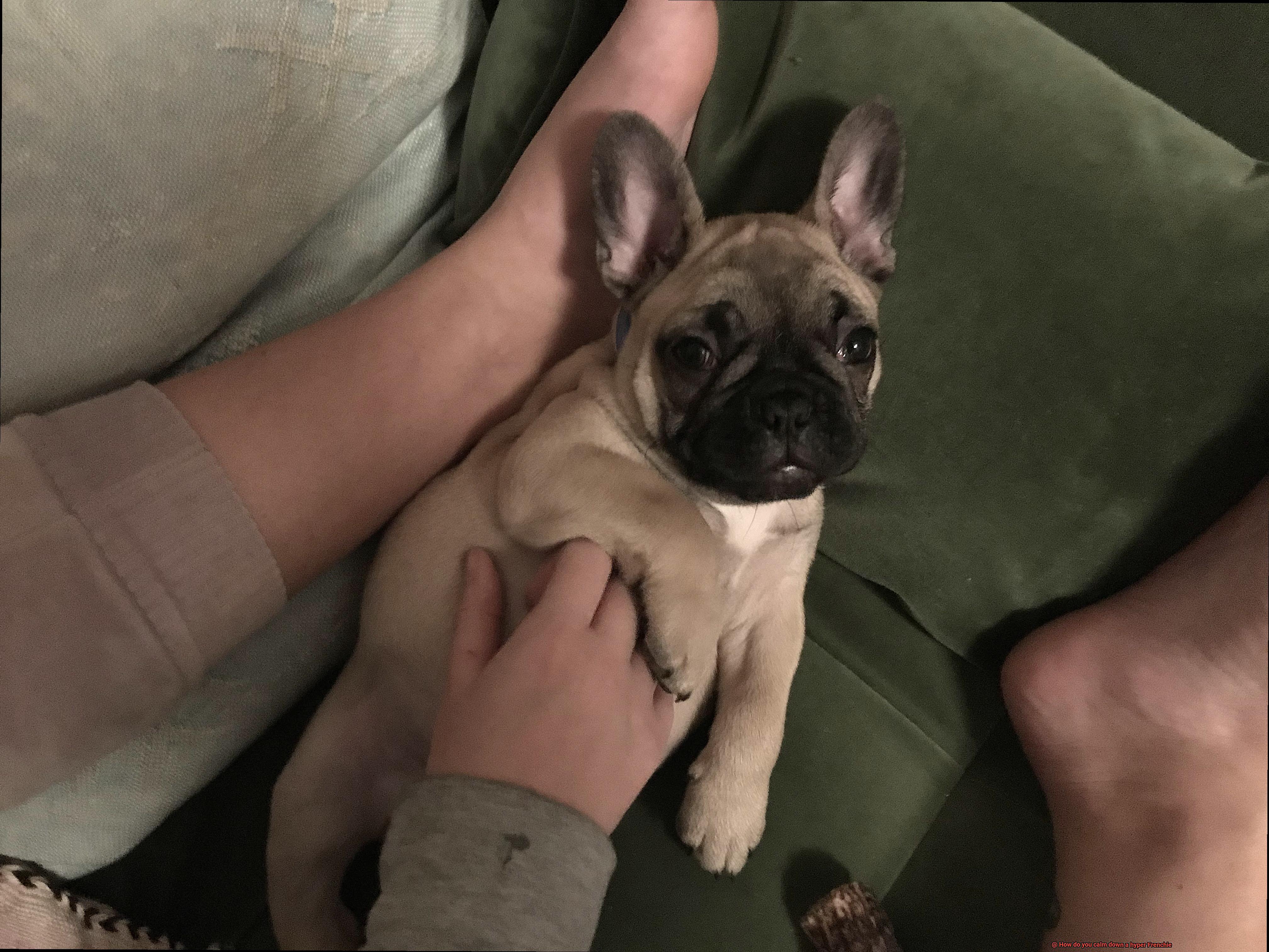 How do you calm down a hyper Frenchie-2