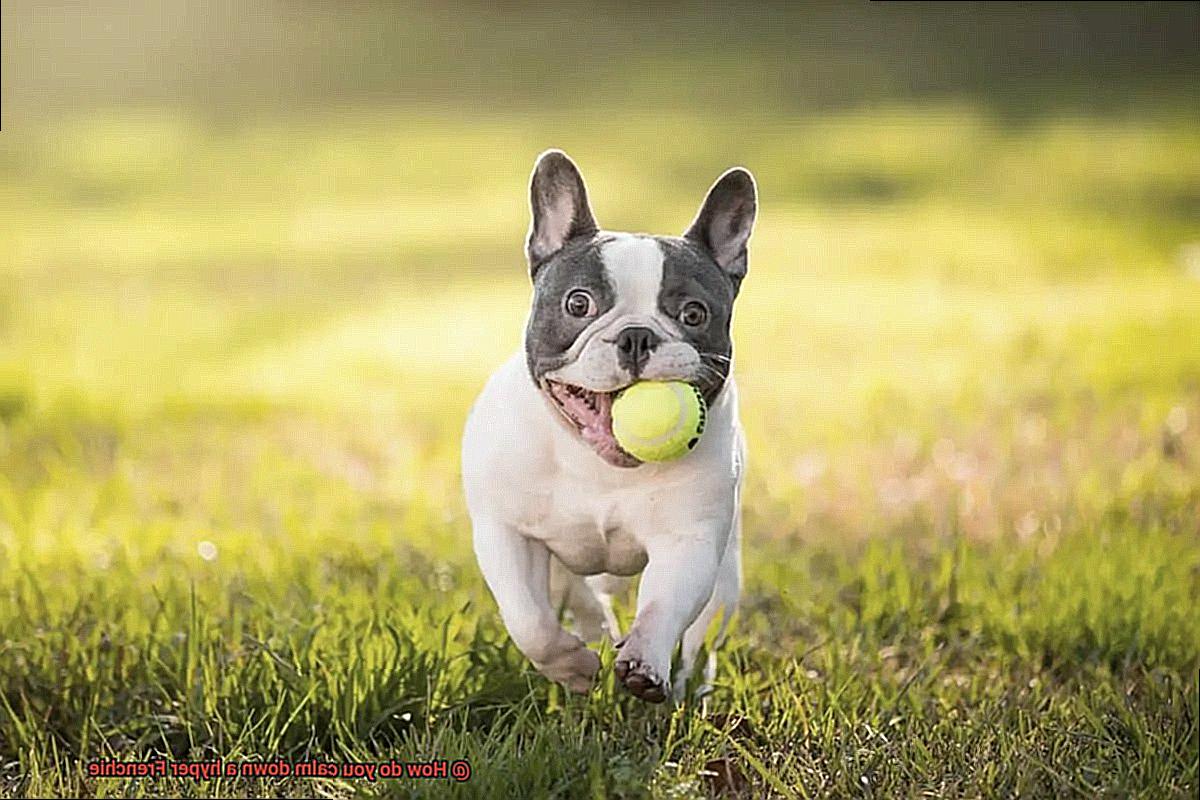 How do you calm down a hyper Frenchie-7