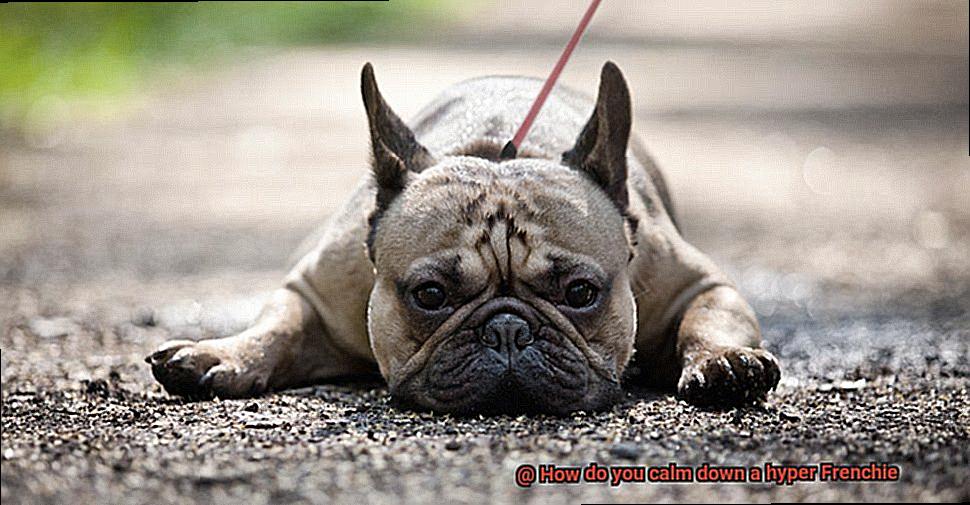 How do you calm down a hyper Frenchie-6