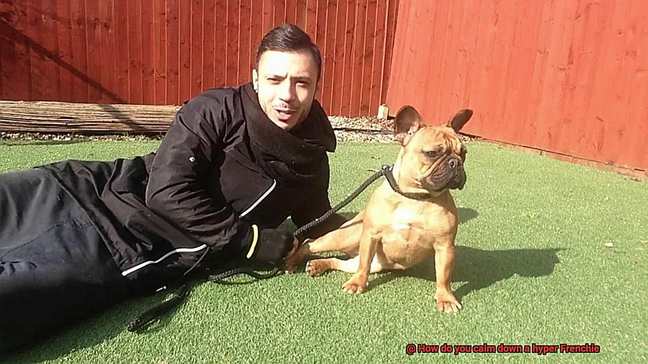 How do you calm down a hyper Frenchie-5