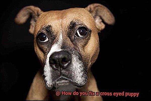How do you fix a cross eyed puppy-4