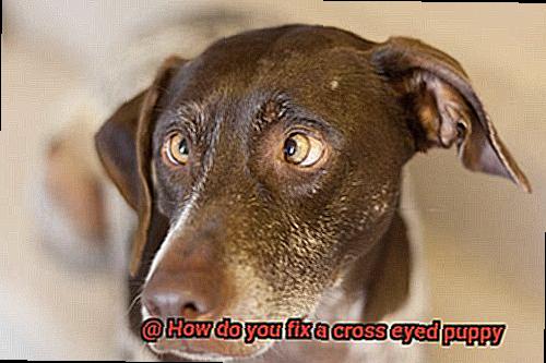 How do you fix a cross eyed puppy-3