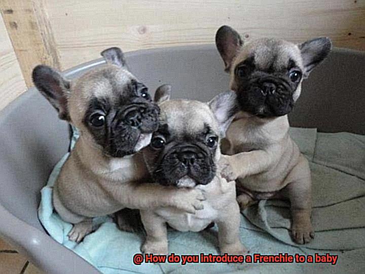 How do you introduce a Frenchie to a baby-13