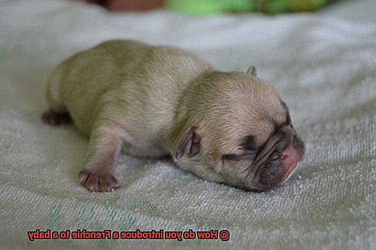 How do you introduce a Frenchie to a baby-4