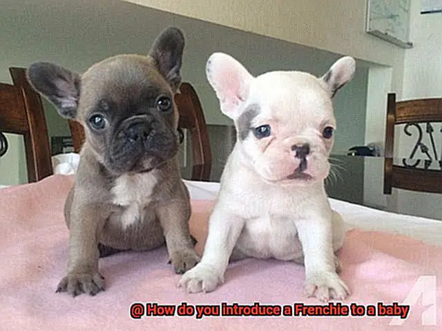 How do you introduce a Frenchie to a baby-10