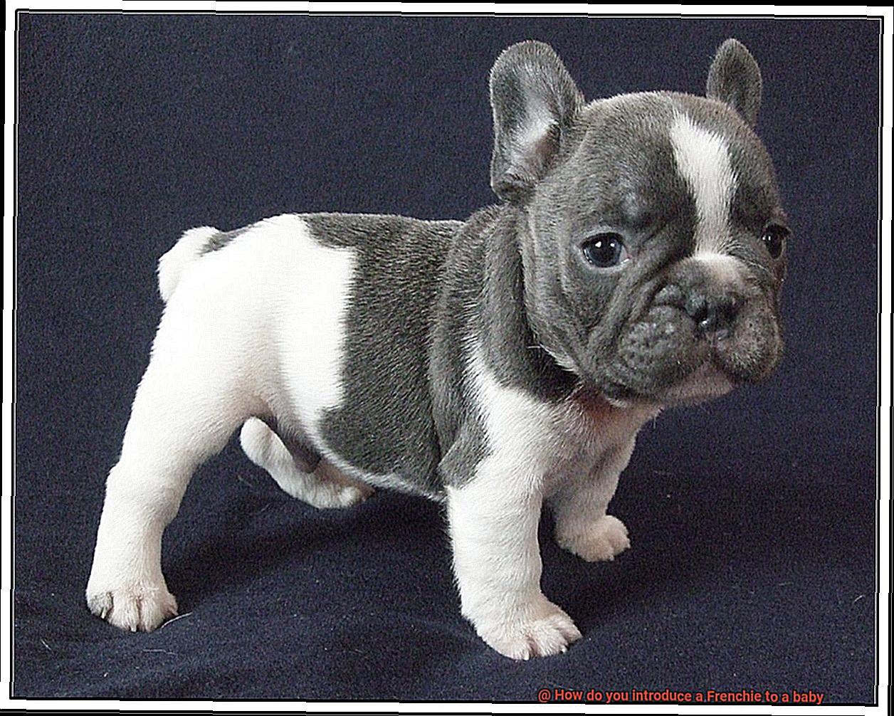 How do you introduce a Frenchie to a baby-9