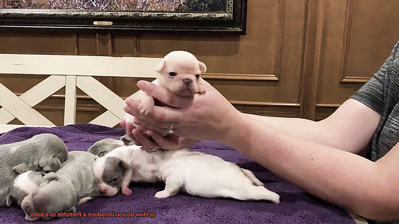 How do you introduce a Frenchie to a baby-11