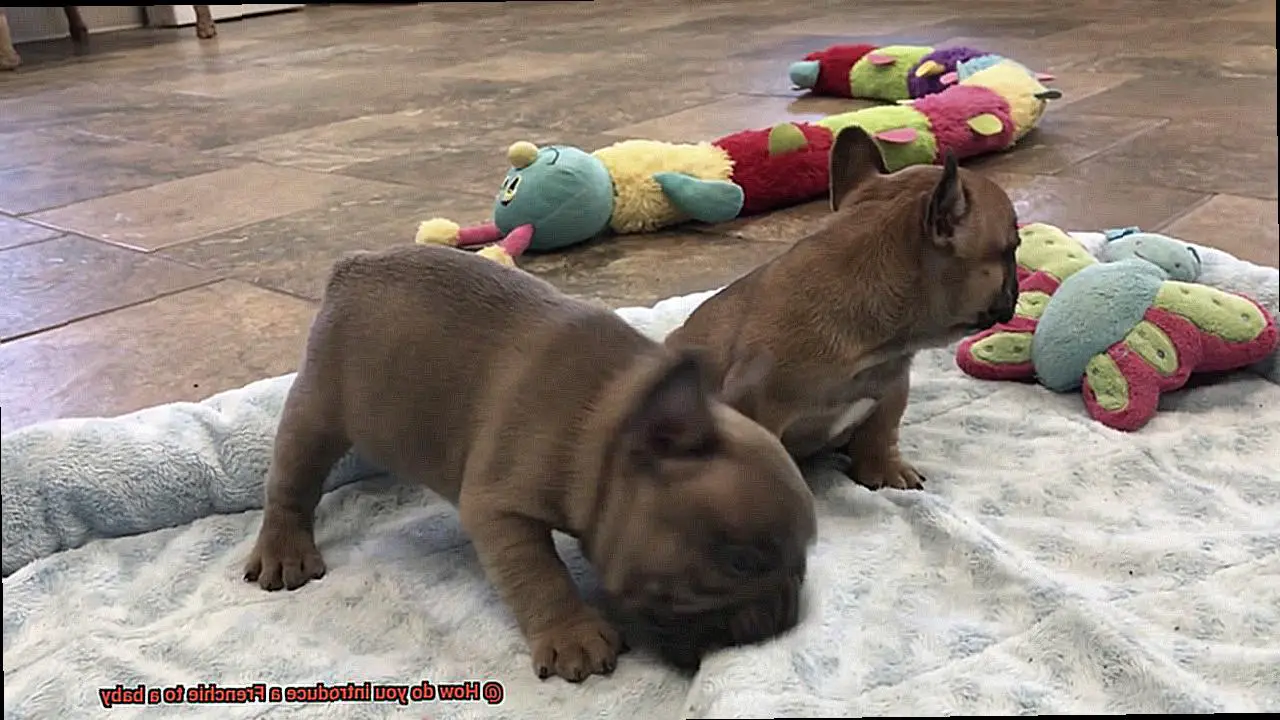 How do you introduce a Frenchie to a baby-14