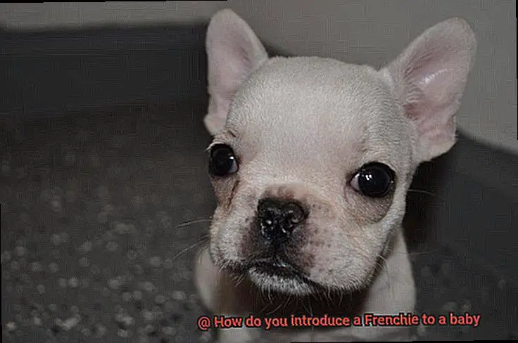 How do you introduce a Frenchie to a baby-15