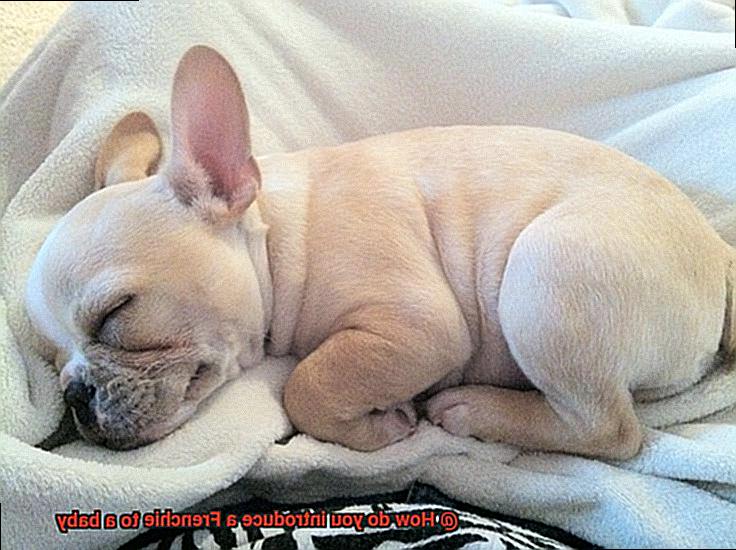 How do you introduce a Frenchie to a baby-8